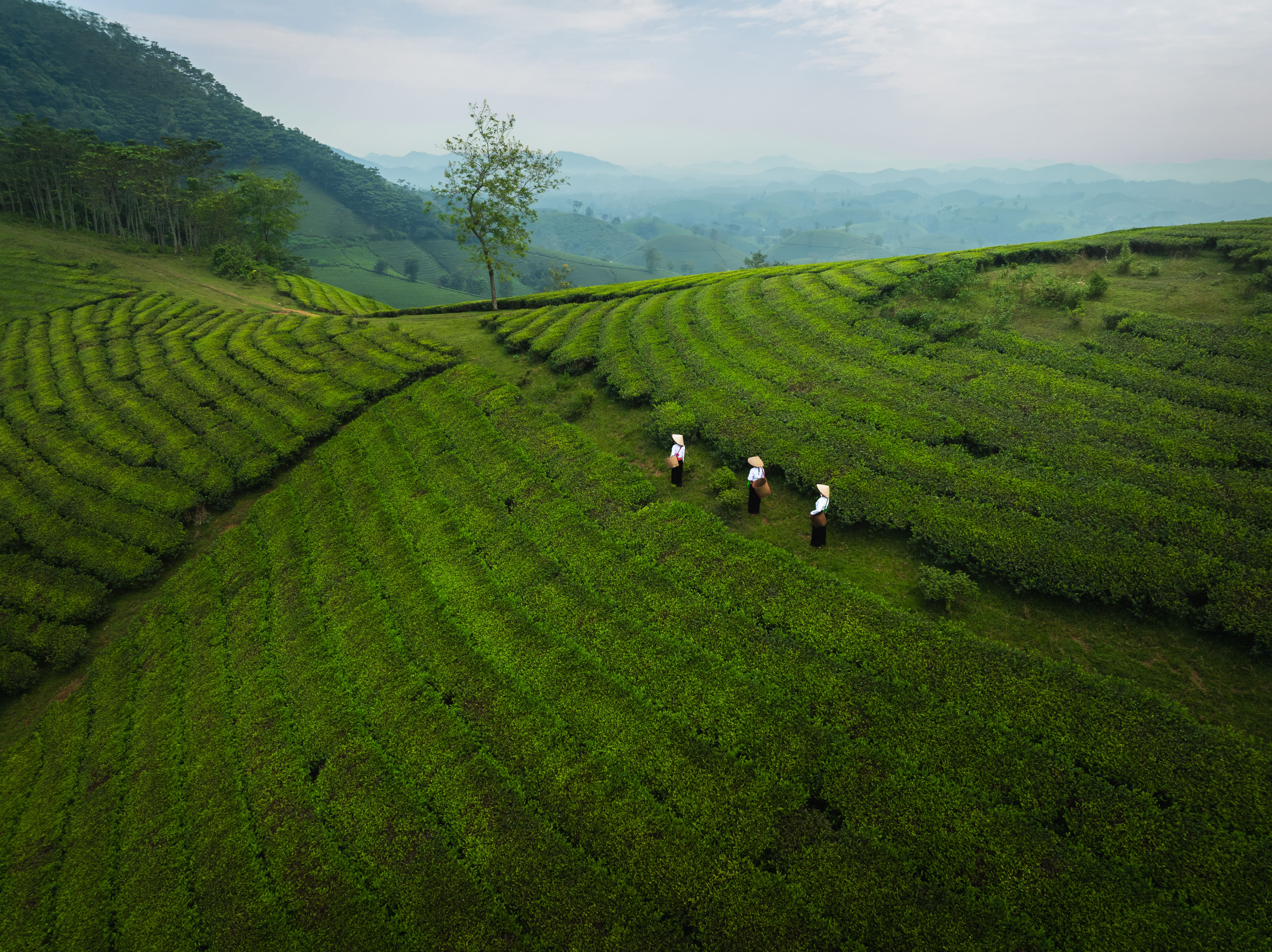 dawn-on-long-coc-tea-hill-2024-12-24-04-18-36-utc.jpg