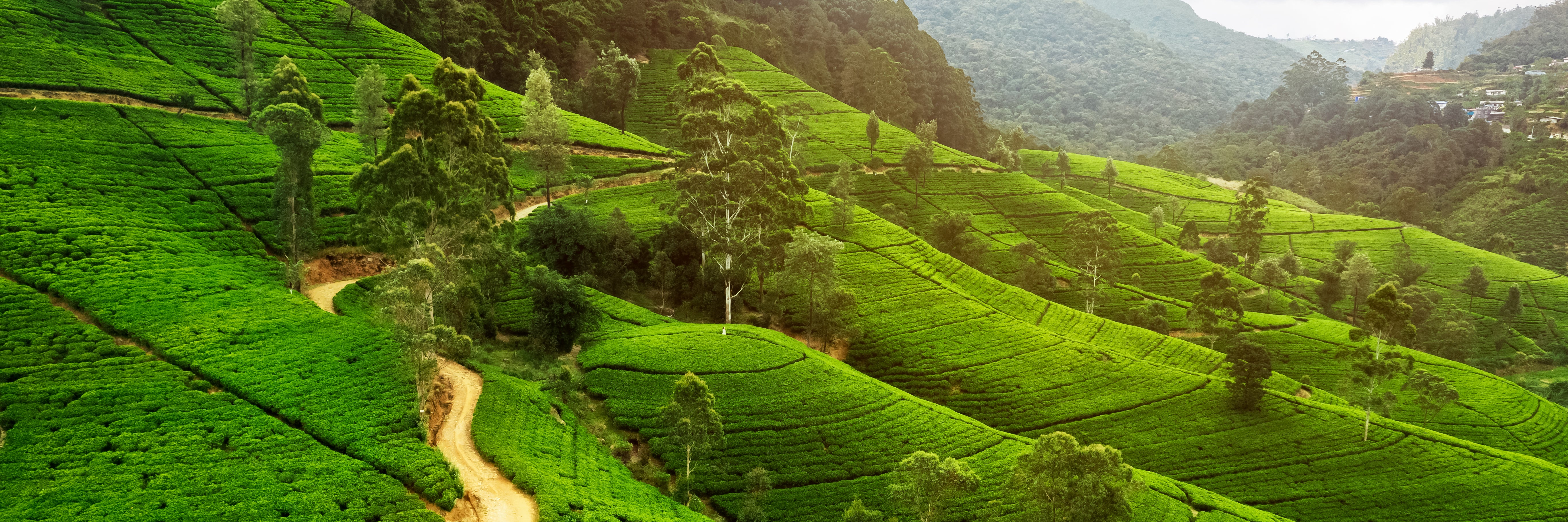 nature-banner-of-famous-travel-destination-tea-pla-2024-01-10-21-14-49-utc.jpg