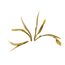tè verde ANJI BAI CHA 2