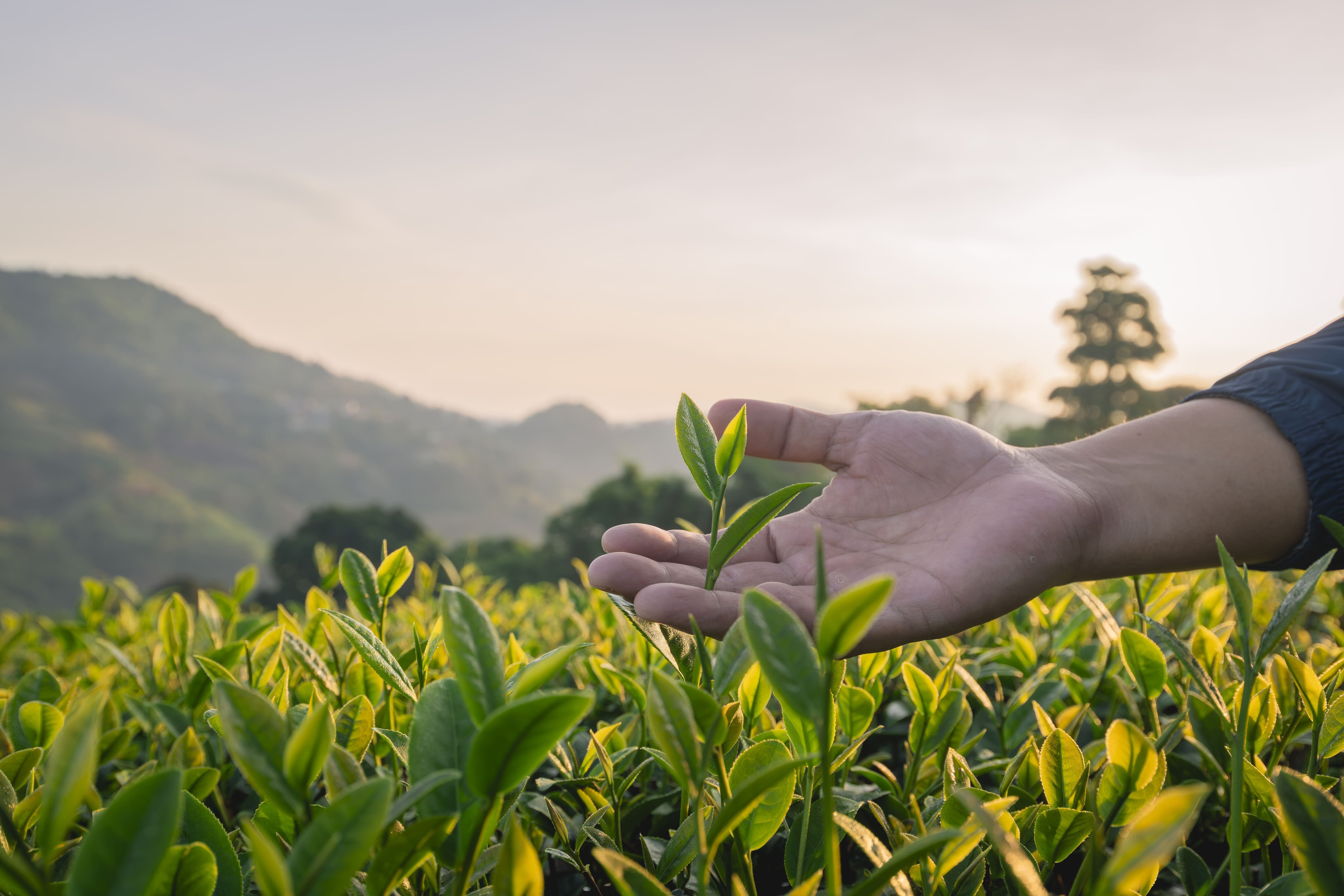 tea-garden-farmers-or-worker-wearing-dresser-work-2024-11-21-04-16-00-utc.jpg